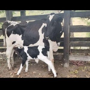 Meet your Posher, Chevez